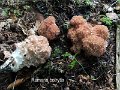 Ramaria botrytis-amf398-1